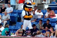 The Binghamton Mets mascot Buddy the Bee paces the top of the Binghamton dugout hoping for a B-Mets win