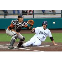 Duluth Huskies Slide Home against the Eau Claire Express