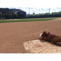 Savannah Bananas Bat Dog Daisy Watches the Field