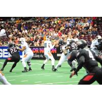 Arizona Rattlers QB Nick Davila Surveys the Field