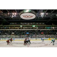 Texas Stars in action before a big home crowd