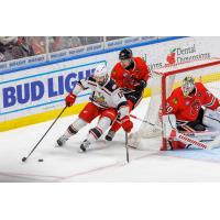 Grand Rapids Griffins' Zachary Aston-Reese in action