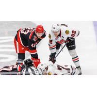 Grand Rapids Griffins face off with the Rockford IceHogs