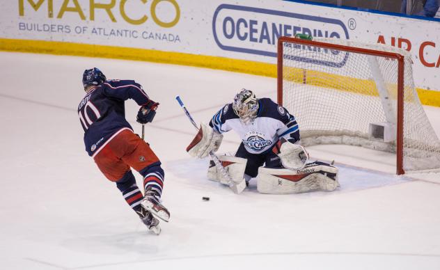 St. John's IceCaps vs. Springfield Falcons