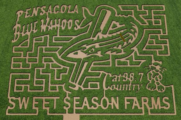 Pensacola Blue Wahoos Corn Maze at Sweet Season Farms