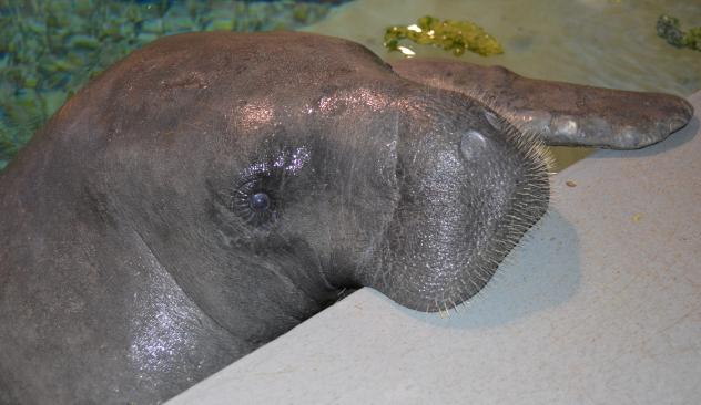 Snooty the Manatee