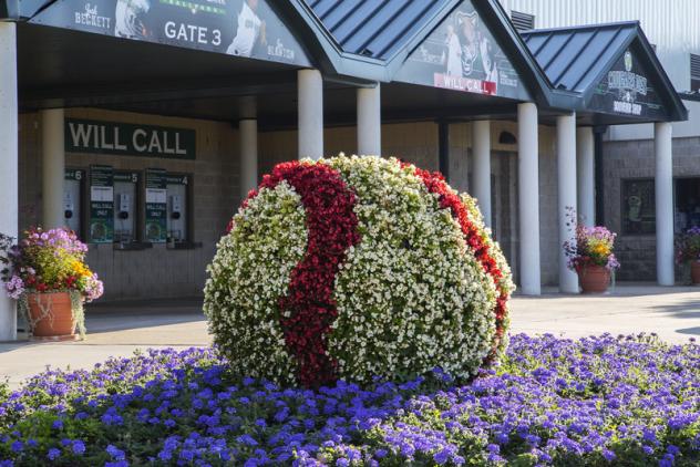 Kane County Cougars Begonia Baseball