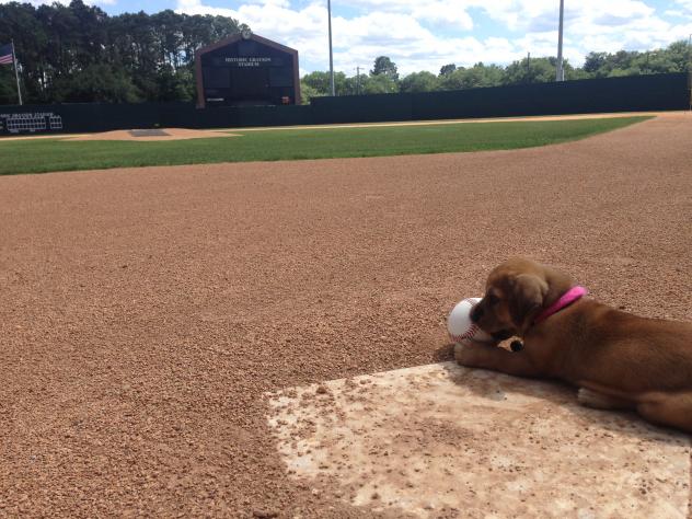 Savannah Bananas Bat Dog Daisy Watches the Field