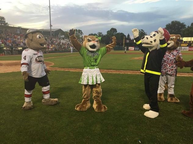 Kane County Cougars New Female Mascot Annie T. Cougar