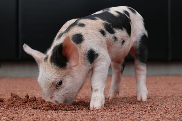 Saints Ponder Getting Rid of Swine, Instead Unveil 