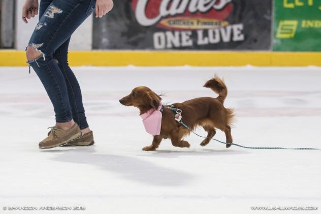 Stars Wiener Dog Race Set for Tomorrow Night
