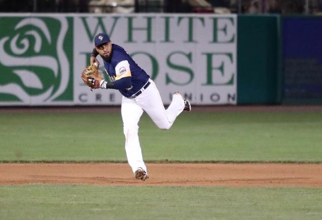 York Revolution Infielder Ryan Dent prepares to throw