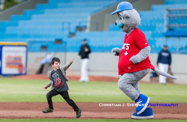 Harvey the HarbourCat and another contestant in the mascot race