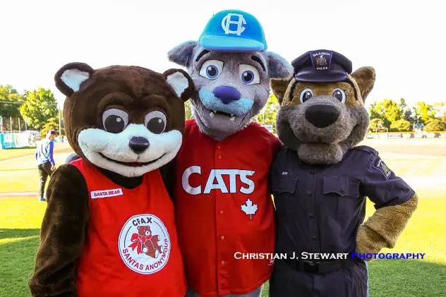 Santa Bear (left), Victoria HarbourCats mascot Harvey and Ace (right)
