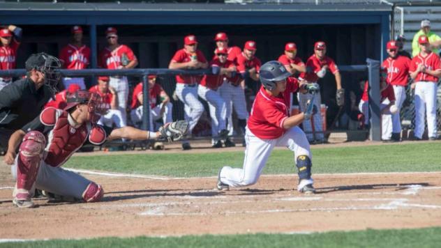 Bunt attempt by the Walla Walla Sweets