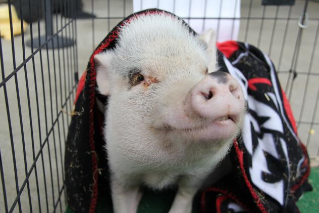 Parker the Rally Pig