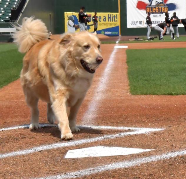 Boomer, bat dog of the York Revolution