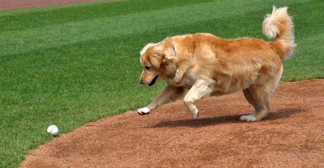 Boomer, bat dog of the York Revolution