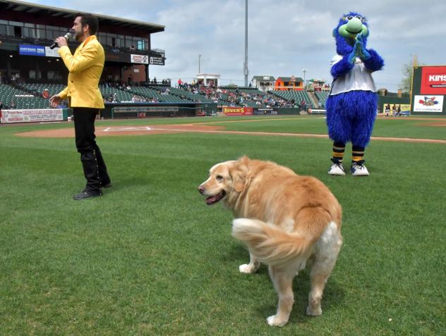 Boomer, bat dog of the York Revolution