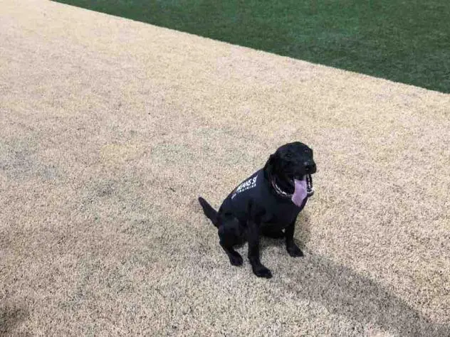 Holly Springs Salamanders bat dog Ripken