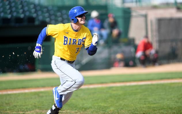Clint Coulter of the Sioux Falls Canaries