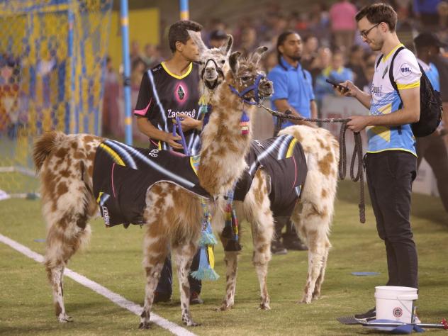 Las Vegas Lights FC Great American Llama Derby