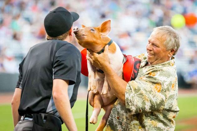 St. Paul Saints ball pig gives the ump a kiss