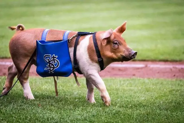 St. Paul Saints ball pig