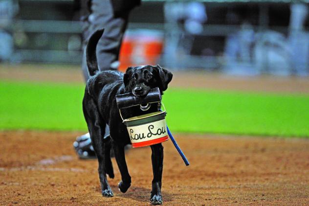 Greensboro Grasshoppers bat dog Miss Lou Lou Gehrig