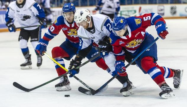 Saint John Sea Dogs battle the Moncton Wildcats