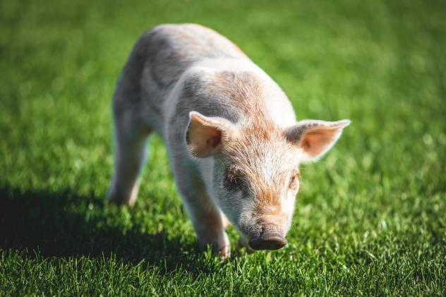 St. Paul Saints 2021 Ballpig, Space Ham