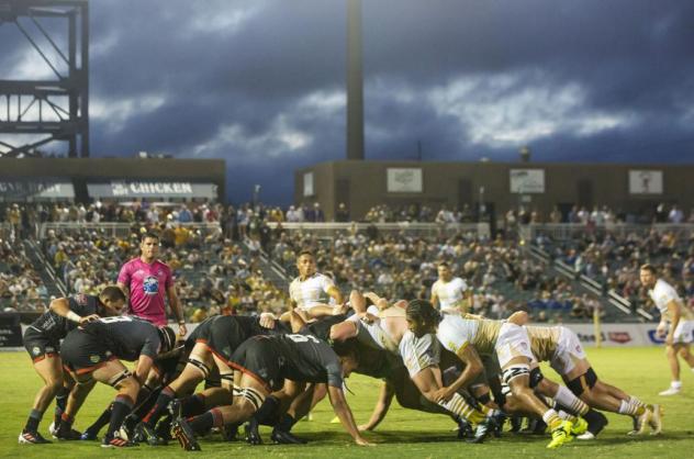 NOLA Gold in action
