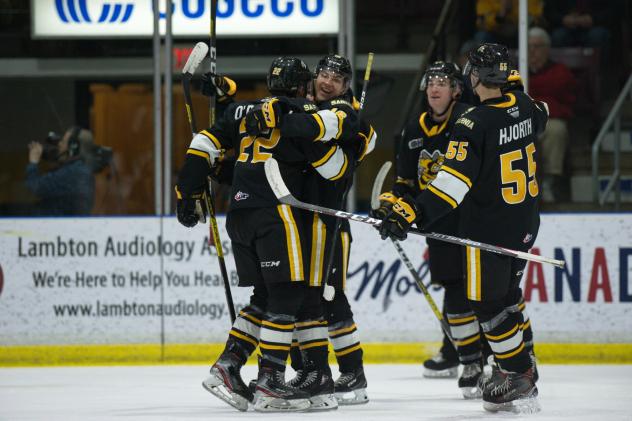 Sarnia Sting celebrate a goal