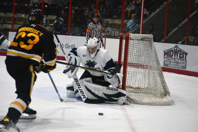 North Iowa Bulls goaltender Hunter Garvey in front of the Austin Bruins' Gavin Morrissey