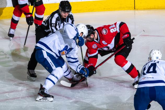 Belleville Senators face off with the Toronto Marlies