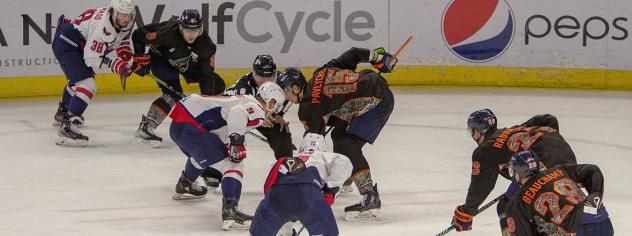 South Carolina Stingrays vs. the Greenville Swamp Rabbits