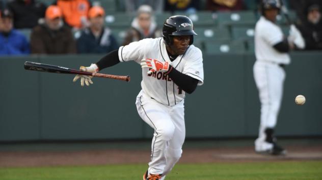 Delmarva Shorebirds in action