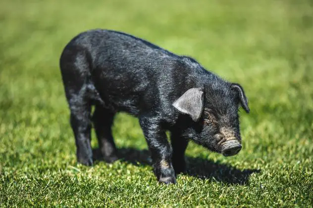 St. Paul Saints ball pig 867530Swine