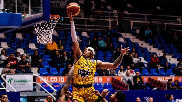 Brampton Honey Badgers head to the hoop