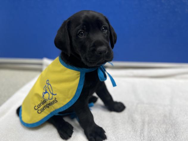 Pensacola Blue Wahoos newest service dog