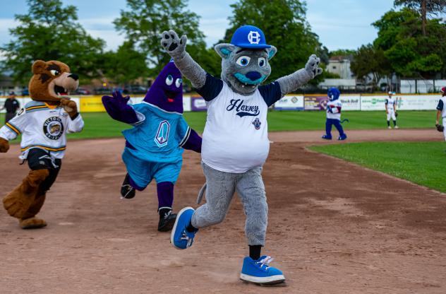 Victoria HarbourCats' mascot Harvey the HarbourCat celebrates win