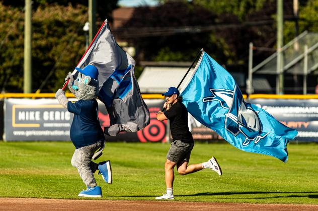Victoria HarbourCats' mascot Harvey the HarbourCat on game night