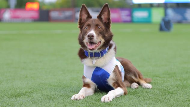 Colt the Bat Dog