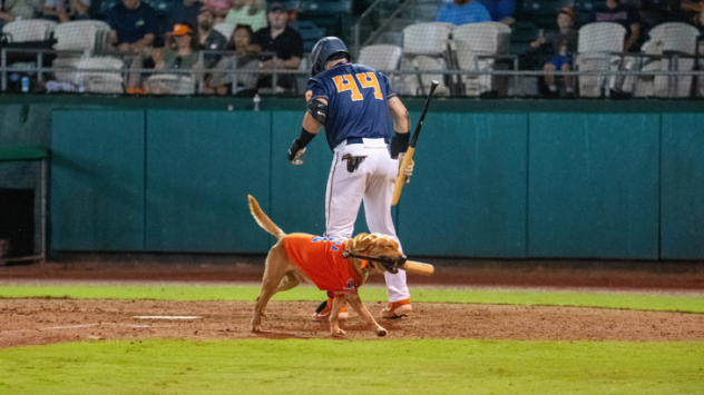 Down East Bird Dawgs infielder Yassel Pino and bat dog Tonka
