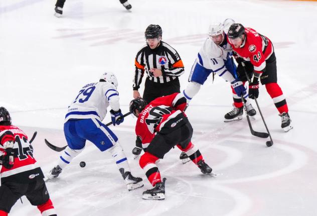 Belleville Senators centre Philippe Daoust (right middle) faces off with the Toronto Marlies