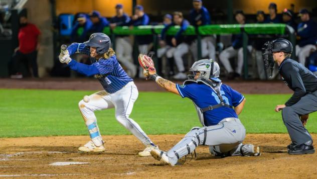 Tri-City Dust Devils outfielder Gage Harrelson attempts a bunt