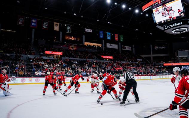 Rockford IceHogs in action