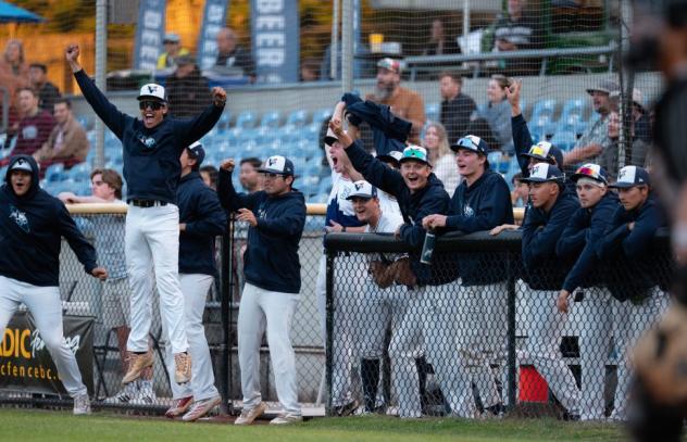 Victoria HarbourCats on game night