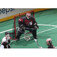 Colorado Mammoth Goaltender Alex Buque