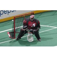 Colorado Mammoth Goaltender Alex Buque